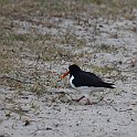 IMG_9209