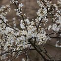 IMG_9211