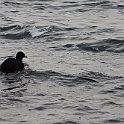 IMG_9223
