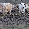 IMG_9228