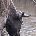 IMG_9231