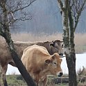 IMG_9233