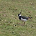 IMG_9247