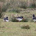 IMG_9252