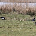 IMG_9254
