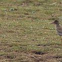 IMG_9256 a