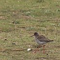 IMG_9258