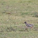 IMG_9262