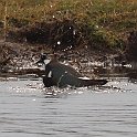 IMG_9265
