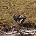 IMG_9268