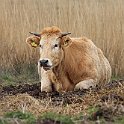 IMG_9275