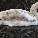 IMG_9290