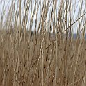 IMG_9291