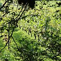 IMG_6884