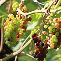 IMG_6888