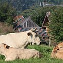 IMG_6896