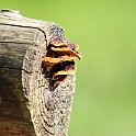 IMG_6911