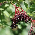 IMG_6936