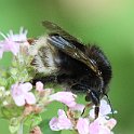 IMG_6937