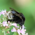 IMG_6939