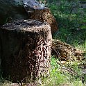 IMG_6941