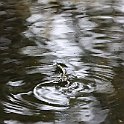 IMG_6955
