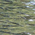 IMG_6959