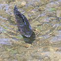 IMG_6962